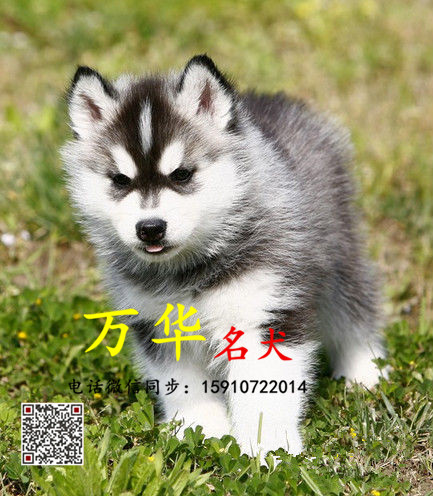 锤系熊版哈士奇 熊版哈士奇多少钱 熊版哈士奇照片