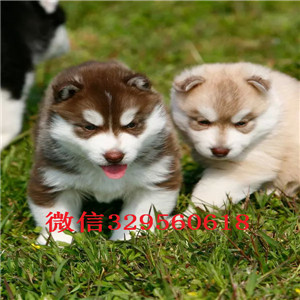  铁岭哪里有卖纯种哈士奇  哈士奇多少钱一只 哈士奇犬舍  二哈图片