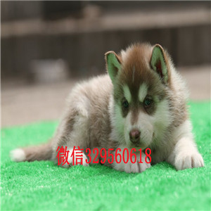 大连哈士奇多少钱纯种哈士奇犬 赛级哈士奇双