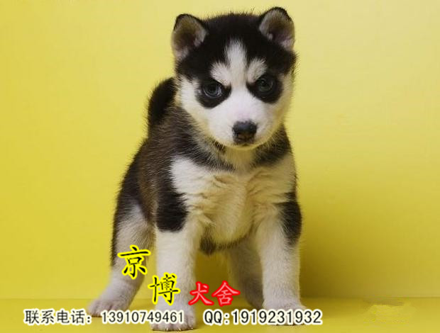 双血统纯种哈士奇幼犬出售 3个月哈士奇价格 