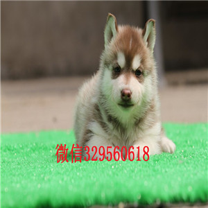  福州哪里有卖哈士奇多少钱能买到纯种哈士奇双蓝眼三把火哈士奇哈士奇犬 疫苗驱虫已做完