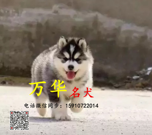 出售纯种熊版哈士奇 熊版哈士奇多少钱 熊版哈