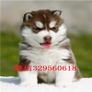 鞍山犬舍直销哈士奇幼犬二哈蓝眼哈士奇多少