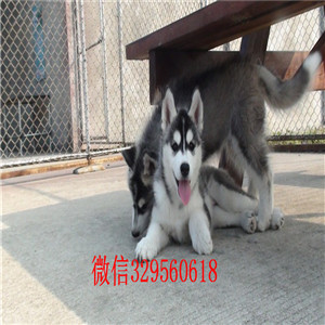  东营犬舍哪里卖哈士奇二哈蓝眼哈士奇多少钱哈士奇智商 哈士奇拆家吗黑白哈士奇多少钱