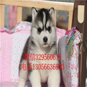  盘锦哪里出售纯种哈士奇赛级哈士奇幼犬哈士