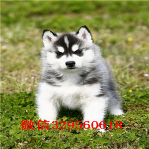  焦作哪里能买到纯种哈士奇双蓝眼哈士奇多少