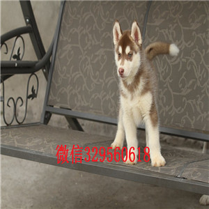  攀枝花哪里有卖哈士奇的哈士奇好养吗纯种哈士奇哪里有黑眼纯种哈士奇幼犬