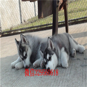 东营犬舍哪里卖哈士奇二哈蓝眼哈士奇多少钱哈士奇智商 哈士奇拆家吗黑白哈士奇多少钱
