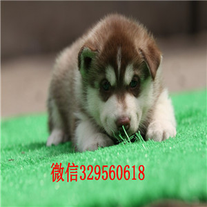  东营犬舍哪里卖哈士奇二哈蓝眼哈士奇多少钱哈士奇智商 哈士奇拆家吗黑白哈士奇多少钱