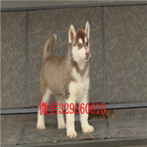  攀枝花哪里有卖哈士奇的哈士奇好养吗纯种哈