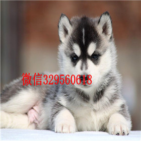  温州哪里出售纯种哈士奇哈士奇养殖场出售纯