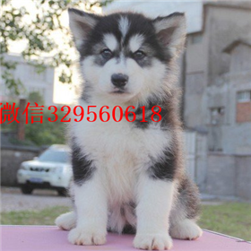  ?？谀睦锬苈虻酱恐止科嫠堆酃科娑嗌? width=80px height=80px /></div><div   id=