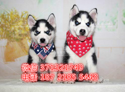 哈士奇犬出售纯种幼犬南京犬舍出售二哈 雪橇犬