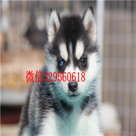  泰安哪里出售纯种哈士奇哈士奇养殖场出售双蓝眼三把火精品哈士奇宠物级