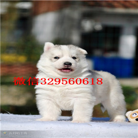  平顶山哪里出售纯种哈士奇赛级哈士奇幼犬双蓝眼三把火精品哈士奇纯种哈士奇