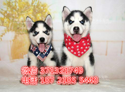 哈士奇犬出售一窝 蓝眼睛的健康聪明 温顺可爱