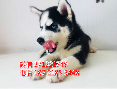 南昌哈士奇犬出售纯种幼犬，大型犬哈士奇狗狗