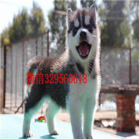  焦作哪里能买到纯种哈士奇哈士奇养殖场出售