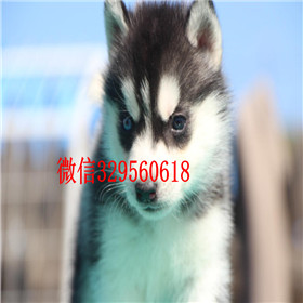  泰安哪里出售纯种哈士奇哈士奇养殖场出售双蓝眼三把火精品哈士奇宠物级