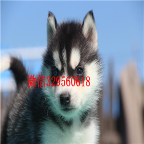  泰安哪里出售纯种哈士奇哈士奇养殖场出售双