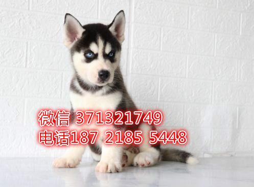 漂亮哈士奇出售，上海哪里有卖哈士奇，哈士奇价格