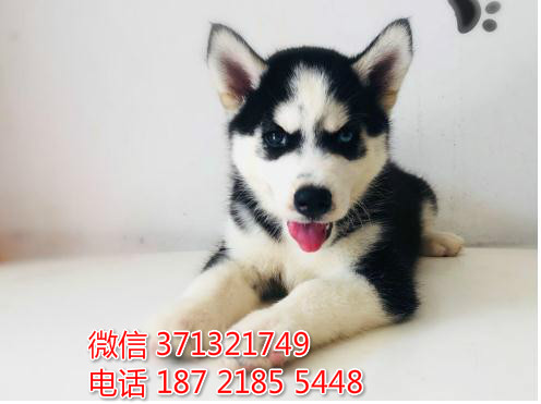 南昌哈士奇犬出售纯种幼犬，大型犬哈士奇狗狗