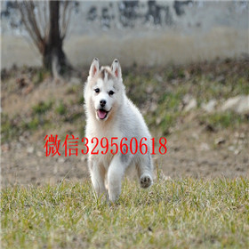  鞍山哪里有卖哈士奇的赛级哈士奇幼犬纯种哈