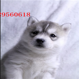  福州哪里卖哈士奇幼犬哈士奇养殖场出售纯种