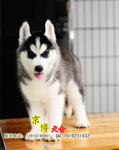 纯种精品哈士奇、三火双蓝眼哈士奇