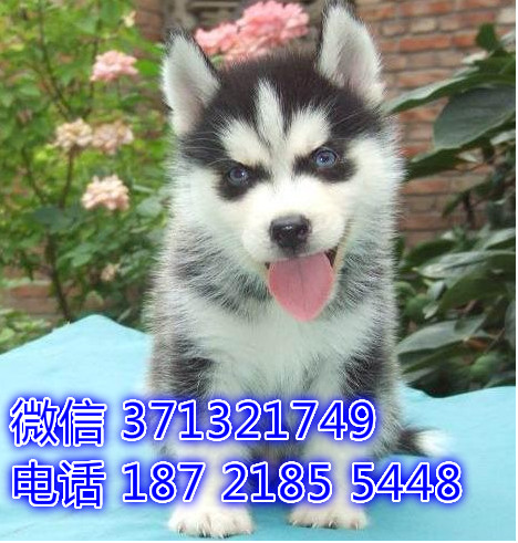 杭州哪里有哈士奇出售，杭州犬舍出售二哈