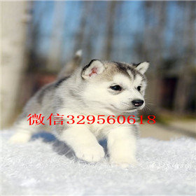  包头哪里有卖哈士奇的双蓝眼哈士奇多少钱纯