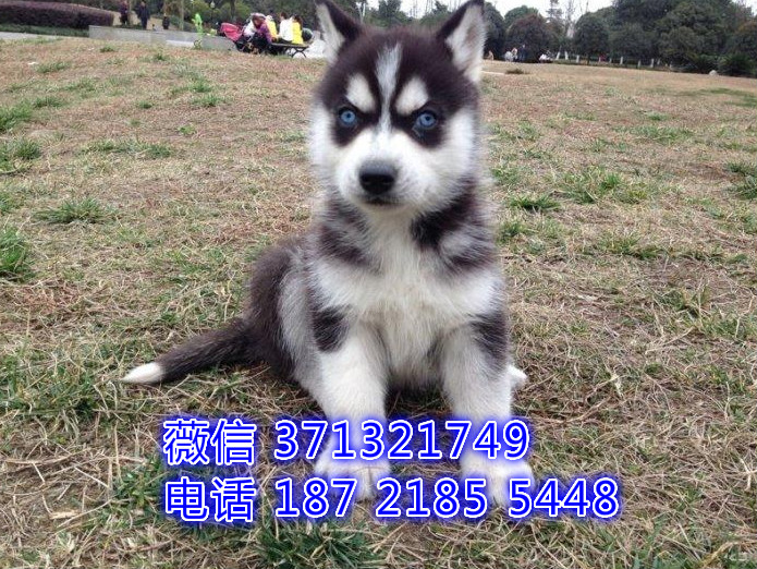 哈士奇出售，深圳特价哈士奇狗狗，全国发