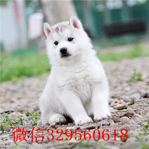  陇南哪里能买到纯种哈士奇双蓝眼哈士奇多少
