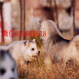  珠海哪里有卖哈士奇的哈士奇好养吗纯种哈士