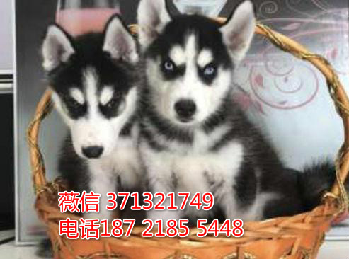 郑州哈士奇犬出售一窝 蓝眼睛的健康聪明 温顺