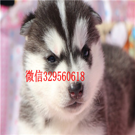  哈尔滨哪里能买到纯种哈士奇哈士奇好养吗纯