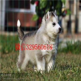  ?？谀睦锍鍪鄞恐止科婀科婧醚鸫恐止? width=80px height=80px /></div><div   id=