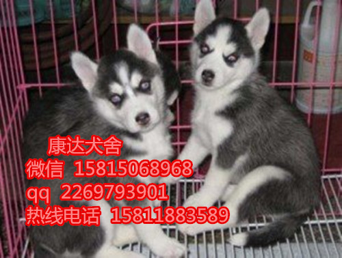 深圳买狗哪个地方好 深圳市哪里有卖哈士奇犬