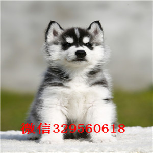  鞍山哪里出售纯种哈士奇哈士奇好养吗双蓝眼