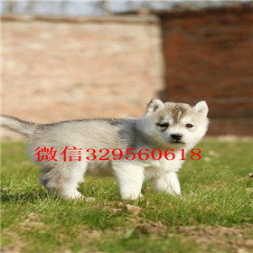  成都哪里卖哈士奇幼犬哈士奇养殖场出售纯种