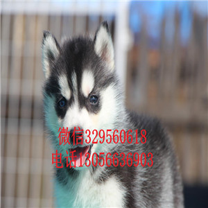  北京哪里有卖哈士奇的哈士奇养殖场出售双蓝眼三把火精品哈士奇哈士奇图片