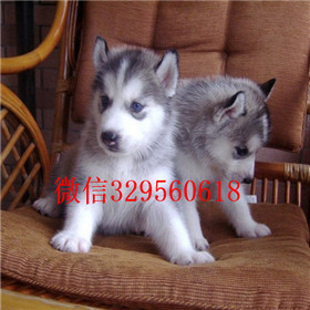  鸡西哪里卖哈士奇幼犬双蓝眼哈士奇多少钱纯