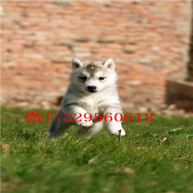  成都哪里卖哈士奇幼犬哈士奇养殖场出售纯种哈士奇宝宝黑眼纯种哈士奇幼犬