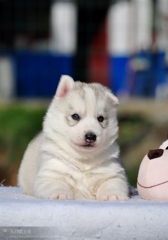  平顶山哪里有卖哈士奇的哈士奇好养吗纯种哈