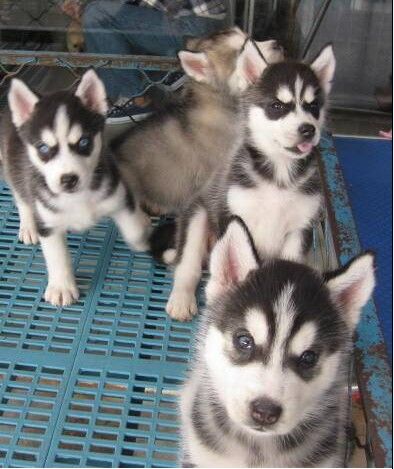 文山卖哈士奇文山买哈士奇文山狗场常年出售纯