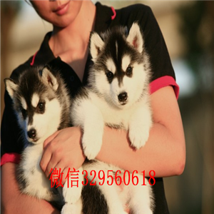 晋中哪里卖哈士奇幼犬哈士奇养殖场出售纯种