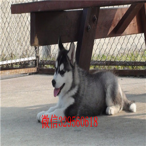  潍坊哪里能买到纯种哈士奇哈士奇养殖场出售