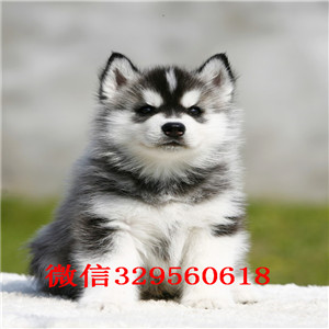  赤峰哪里有卖哈士奇的哈士奇养殖场出售双蓝
