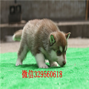  哈尔滨哪里出售纯种哈士奇赛级哈士奇幼犬纯种哈士奇宝宝黑眼纯种哈士奇幼犬