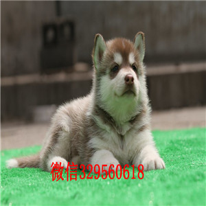  哈尔滨哪里出售纯种哈士奇赛级哈士奇幼犬纯种哈士奇宝宝黑眼纯种哈士奇幼犬